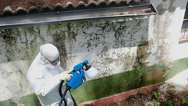Top rated local Mold Remediation specialists in Princeton, KY